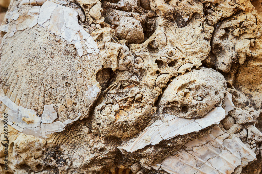 fossilized remains of seashells