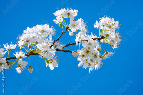 Branch with flowering plum tree on a background of blue sky