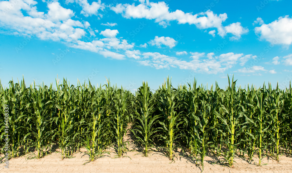 Field with corn Field with corn