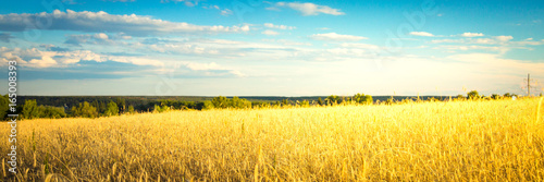 Agricultural background with ripe ears of rye. Countryside landscape nature background. photo