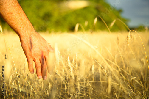 Man hand against the background of a rye. Rural landscape.