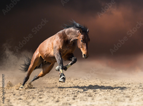 Bay horse jumps on dark clouds and dust background