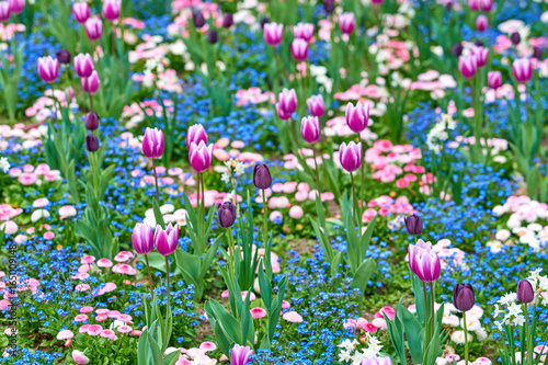 Spring flowers background. Beautiful tulip flower