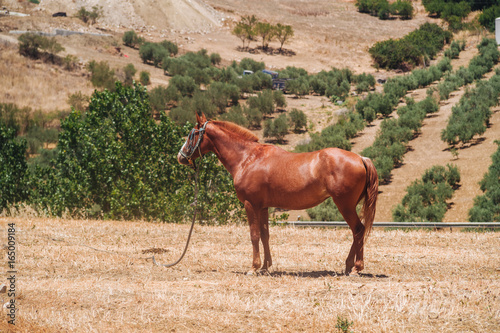Andalusian horse © sabino.parente