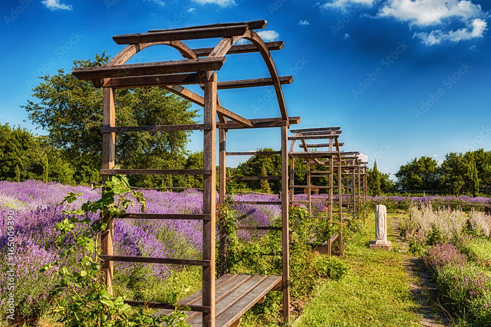 Lavender field with wooden framed benches Lavender field with wooden framed benches