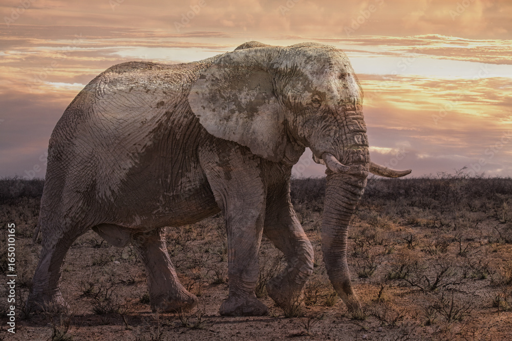 Fototapeta premium elephant at sunrise