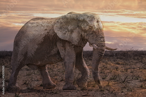 elephant at sunrise © picture.jacker