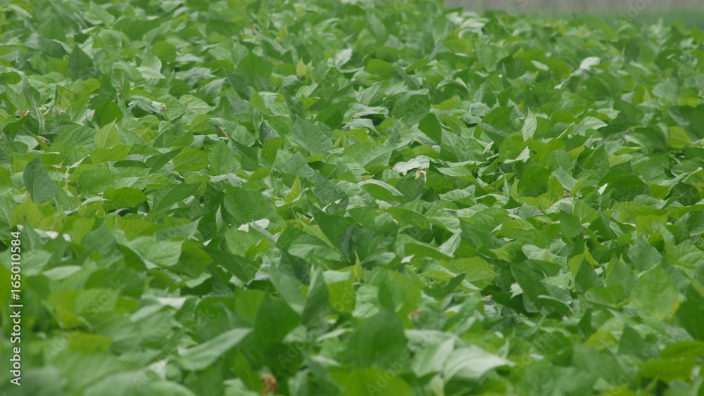 Obraz premium 野菜畑 枝豆畑