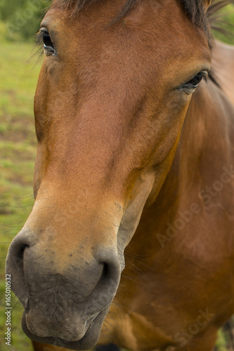 Close up of a horse. Beautiful horse in nature. © Addoro