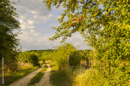 Fototapeta Naklejka Na Ścianę i Meble -  fresh red fruit by road in summer