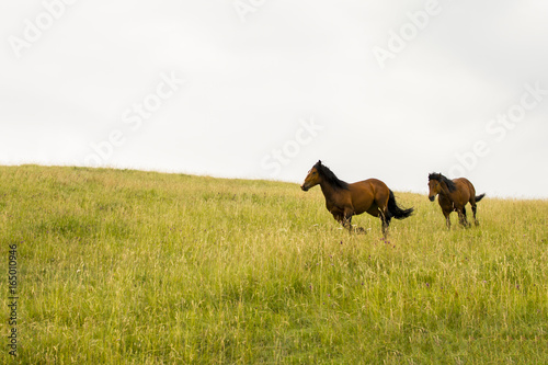 Beautiful horses on the green mountain running in the distance. Green mountain landscape.