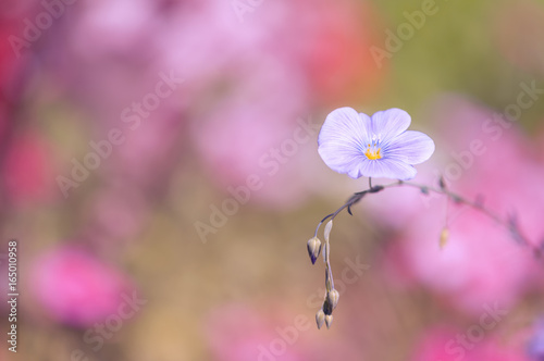 Lone blue flower on a pink background. Soft focus. photo