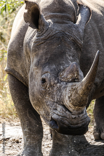 Rhino in Pilanesberg Game Reserve