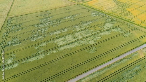 Devastated wheat fields by wild animals and thunderstorms, crop loss - aerial view