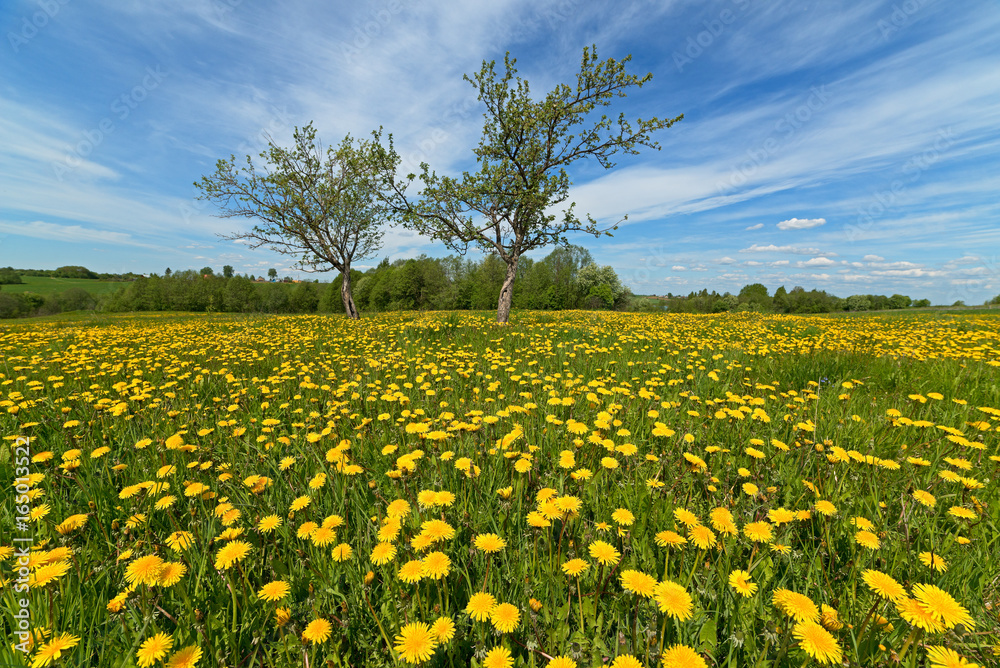 Fototapeta premium Blooming space covered in yellow dandelions wide-angle shot.