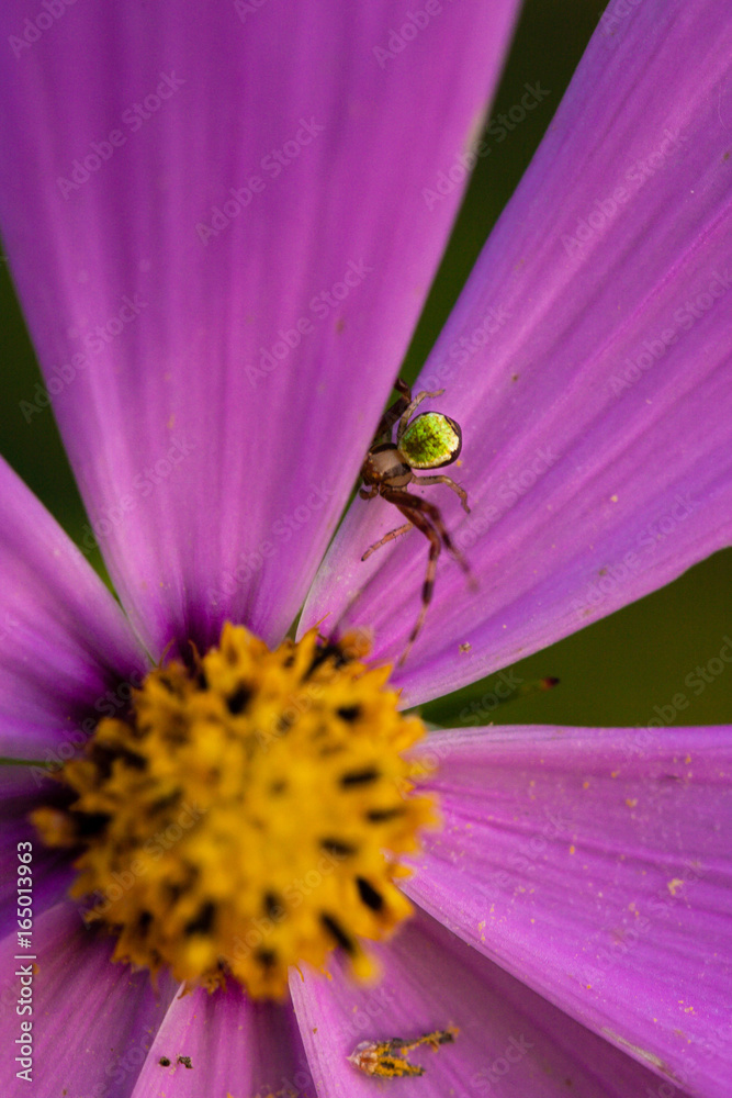 Krabbenspinne sitzt auf einer Blume auf der Lauer Krabbenspinne sitzt auf einer Blume auf der Lauer