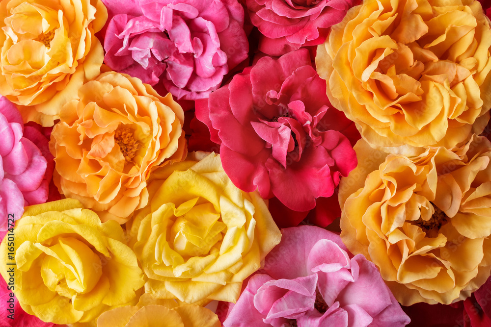 Obraz na plátně Floral background. Buds of roses of different colors. Top view