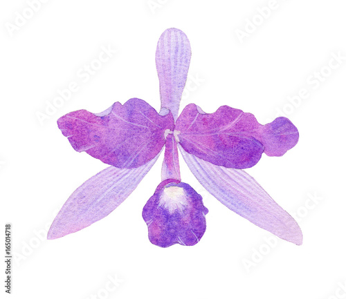 Orchid watercolor illustration photo