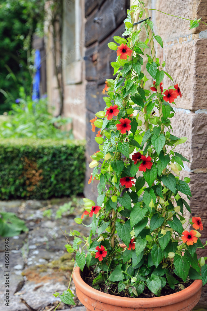 Im romantischen Bauerngarten: Kletterpflanze (schwarzäugige Susanne) an der  Hauswand Stock Photo | Adobe Stock