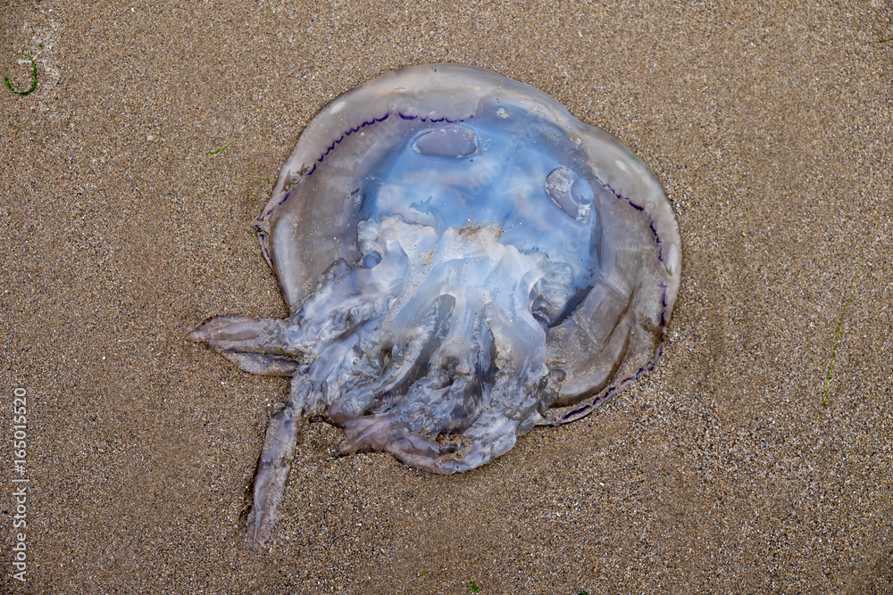 Fototapeta premium Barrel jellyfish