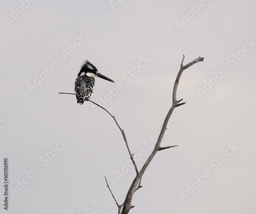 Giant Kingfisher Lookout