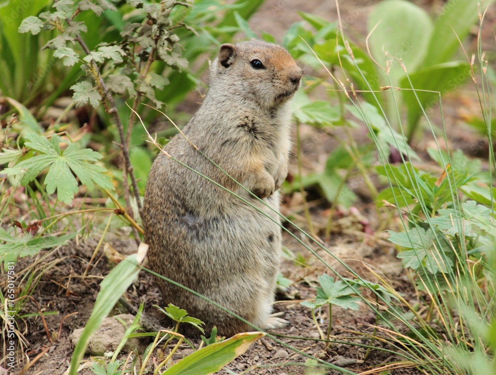 ground squirrel ground squirrel