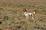 Pronghorn in it's vast range against the skyline and horizon.  The pronghorn of the western United States are iconic and are often seen in the same areas as North American bison.