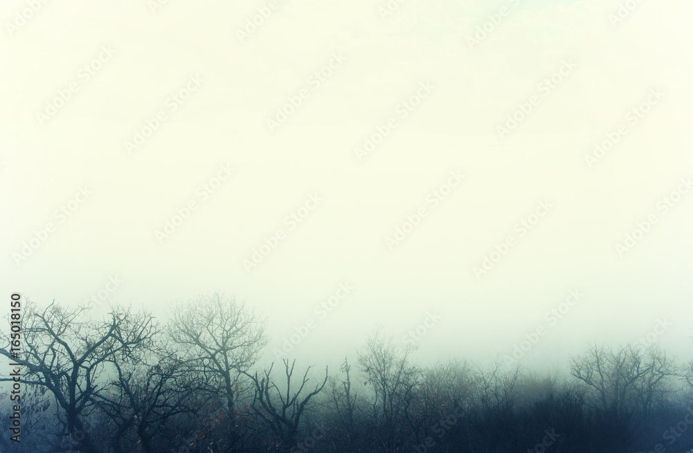 Obraz premium Mysterious fog over a winter forest