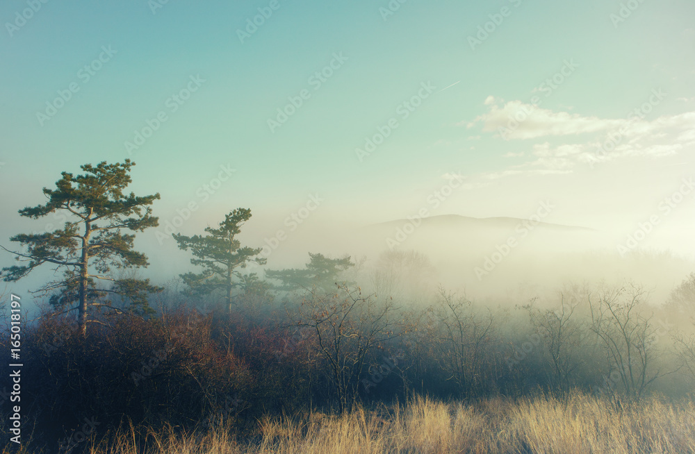 Artistic photo of a mysterious landscape in fog Artistic photo of a mysterious landscape in fog
