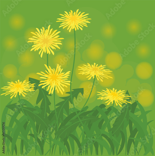 Fototapeta Naklejka Na Ścianę i Meble -  Dandelion flowers field on bouquet background vector illustration.