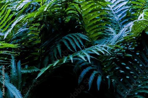 nature 