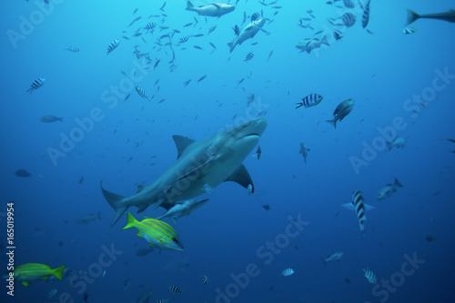 bull shark  carcharhinus leucas  Beqa lagoon  Fiji