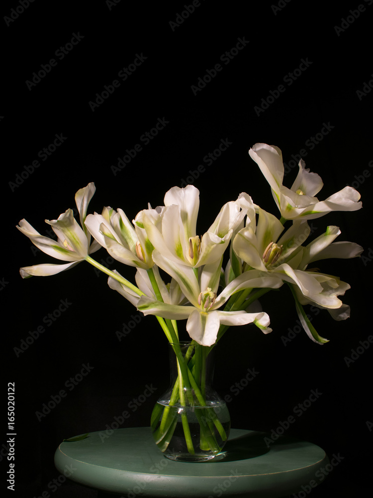 White Flowers with Black Background White Flowers with Black Background