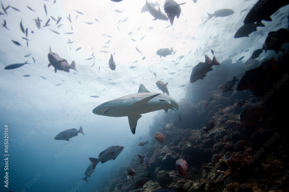 Obraz premium grey reef shark, carcharhinus amblyrhynchos,Beqa lagoon, Fiji