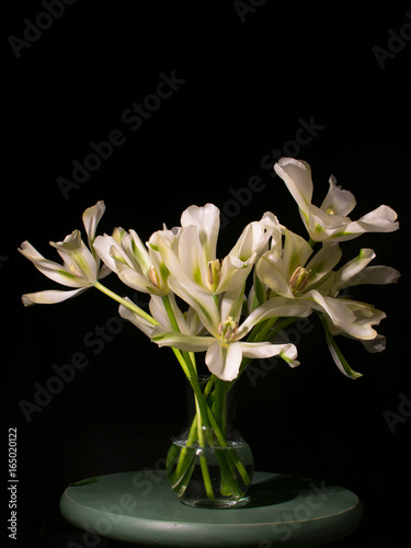White Flowers with Black Background