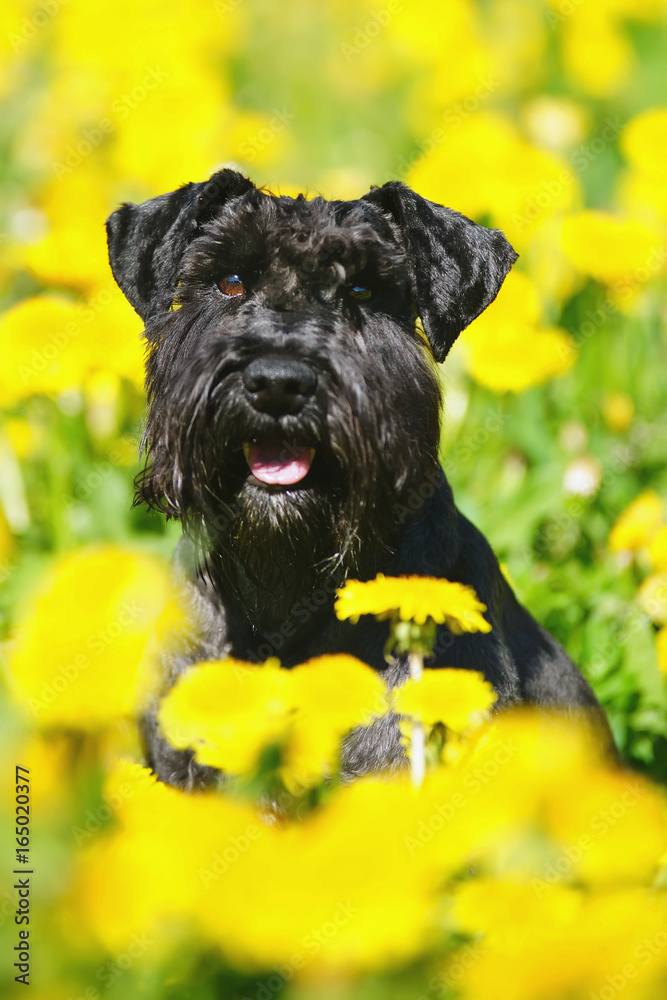 The portrait of a black Miniature Schnauzer dog sitting in yellow dandelions