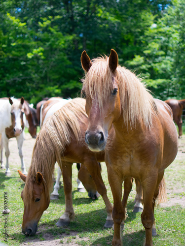 Brown Horses with Tan Hair
