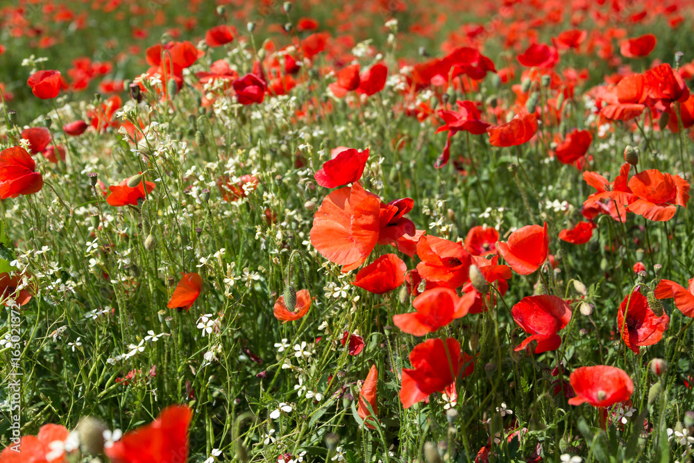 Poppies