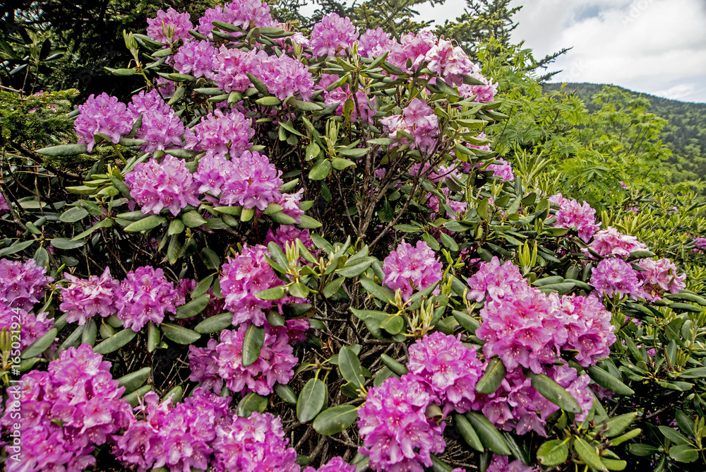 Rhododendron in bloom covers the ground on Roan Mt. Rhododendron in bloom covers the ground on Roan Mt.