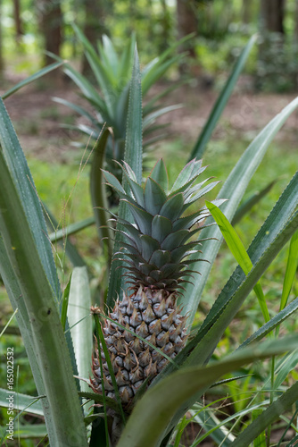young pineapple plants