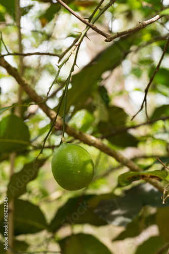 lime plants in nature