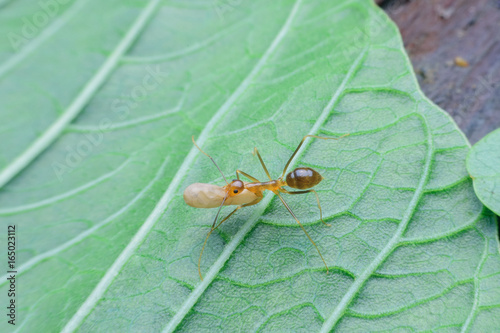 Photos ant moving larvae on leaf background