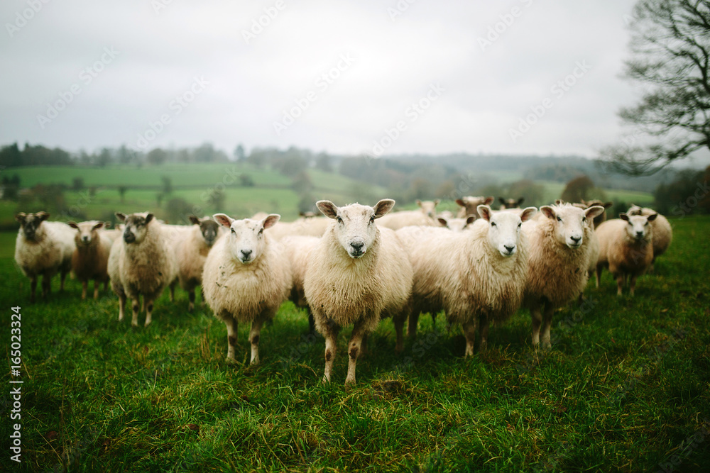 Flock of sheep standing in pasture Flock of sheep standing in pasture