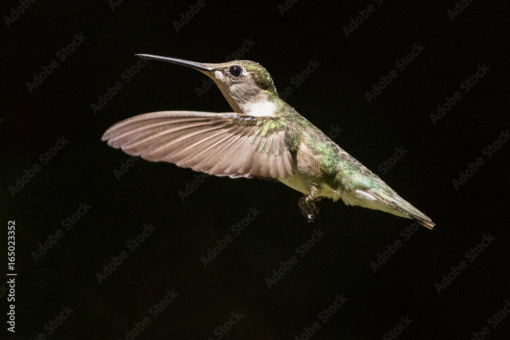 Fototapeta premium Solo Hummingbird in flight