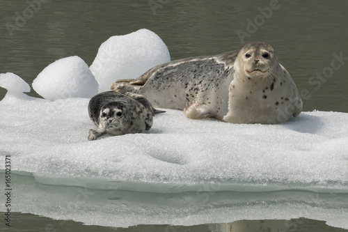 Harbor seal mother and pup photo