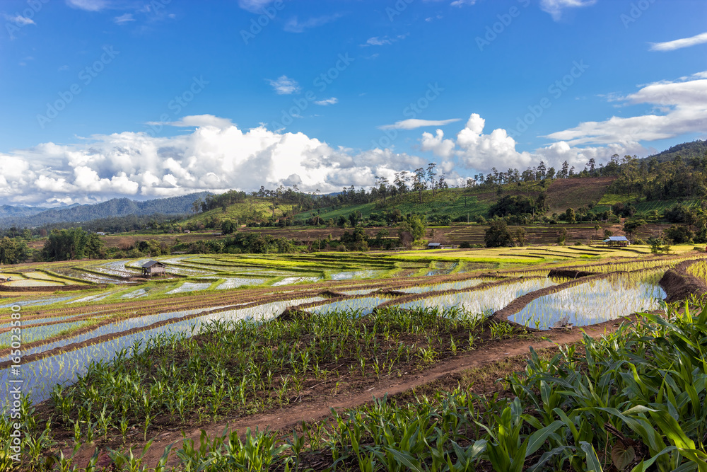 Rice field terraces in Ban Namon, Wiang-Haeng, Chiangmai, Thailand.