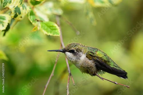 Immature male ruby throated hummingbird on branch