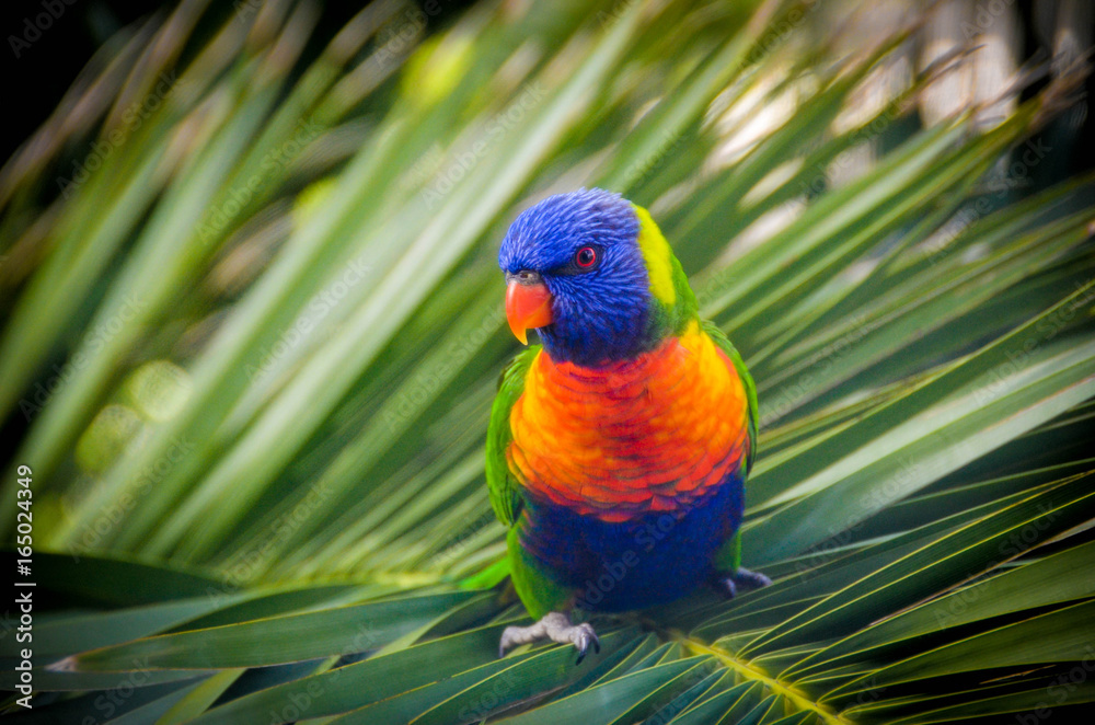 Naklejka premium Australian Lorikeet