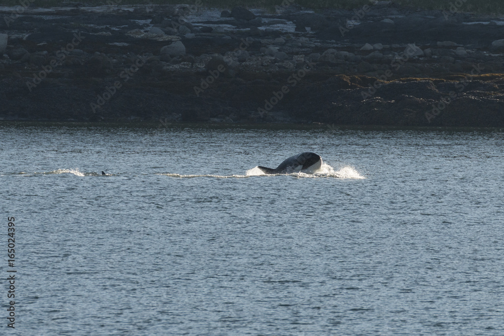 Fototapeta premium Orca breaching