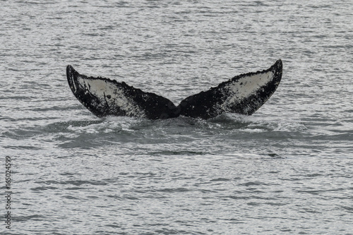 Humpback Whale fluke in Southeast Alaska